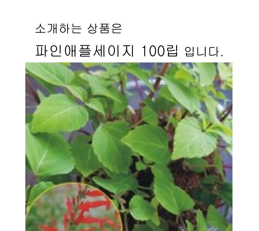 파인애플세이지 야생화 커몬 종자 씨앗 품종 100립/야생화키우기/씨앗/파종/모종/모종심기/파종기/꽃씨앗/