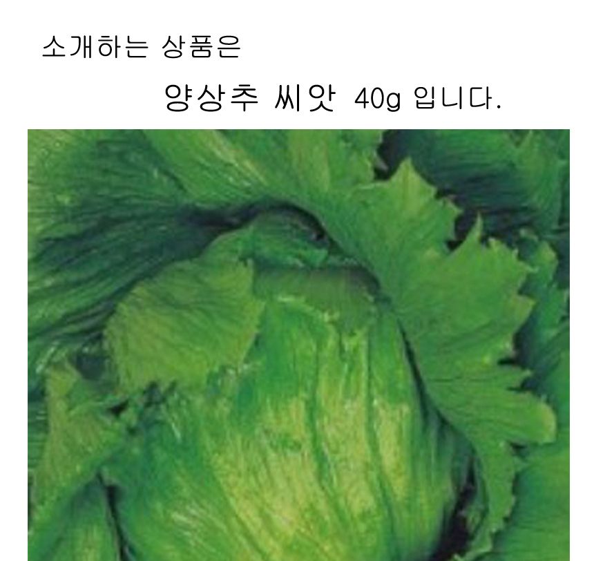 양상추 상추 야채 채소 식물 씨 종자 품종 씨앗 40g/씨앗/파종/모종/모종심기/식물키우기/실내정원/씨앗모