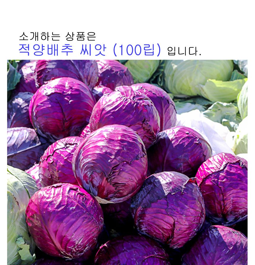 빨간 적 양배추 셀러드 야채 채소 씨 종자 씨앗 100립/보라색양배추/적채/적양배추/양배추/씨/씨앗/양배추