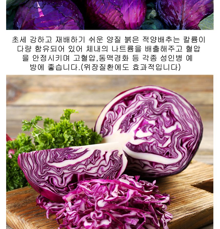 빨간 적 양배추 셀러드 야채 채소 씨 종자 씨앗 100립/보라색양배추/적채/적양배추/양배추/씨/씨앗/양배추