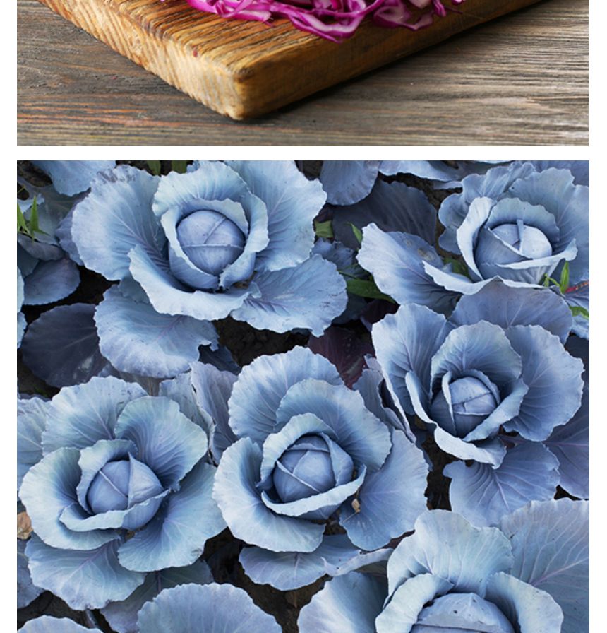 빨간 적 양배추 셀러드 야채 채소 씨 종자 씨앗 100립/보라색양배추/적채/적양배추/양배추/씨/씨앗/양배추