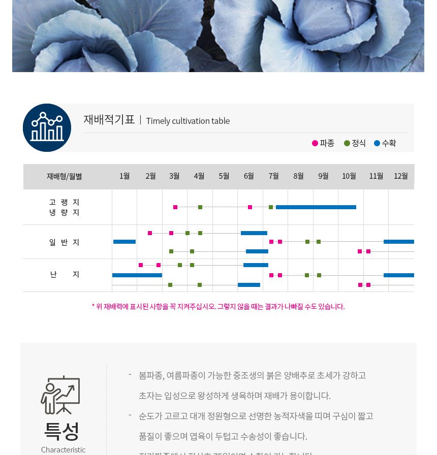 빨간 적 양배추 셀러드 야채 채소 씨 종자 씨앗 100립/보라색양배추/적채/적양배추/양배추/씨/씨앗/양배추