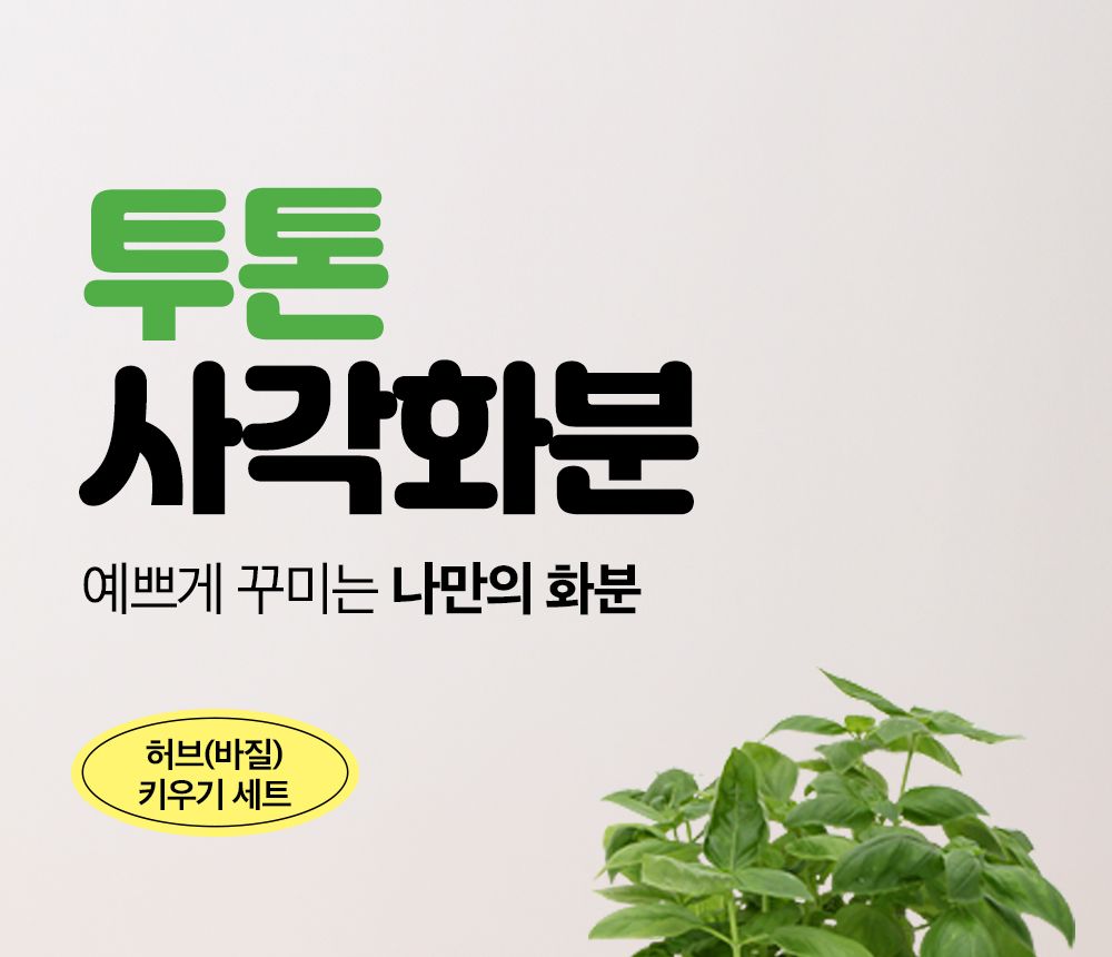 투톤 사각 화분 허브 바질/허브키우기/식물키우기/사각화분/화분허브/허브화분/미니화분/허브기르기/선물용