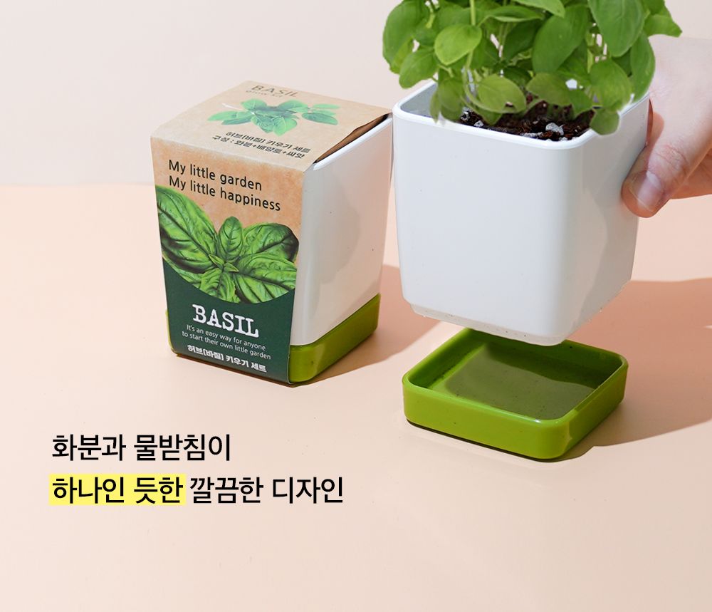 투톤 사각 화분 허브 바질/허브키우기/식물키우기/사각화분/화분허브/허브화분/미니화분/허브기르기/선물용