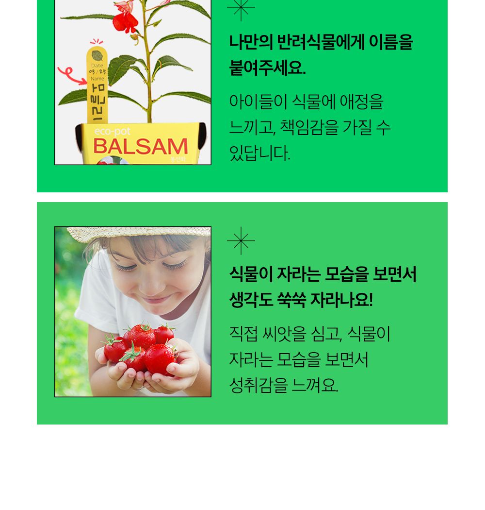 투톤 사각 화분 허브 바질/허브키우기/식물키우기/사각화분/화분허브/허브화분/미니화분/허브기르기/선물용