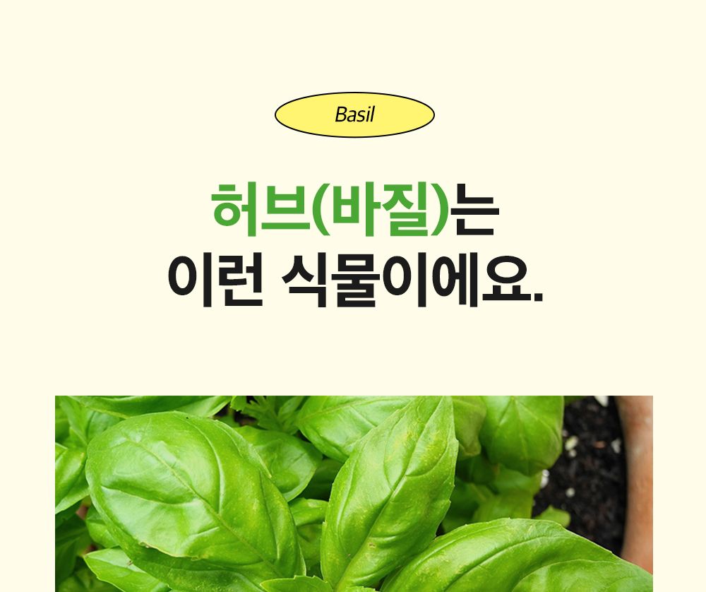 투톤 사각 화분 허브 바질/허브키우기/식물키우기/사각화분/화분허브/허브화분/미니화분/허브기르기/선물용