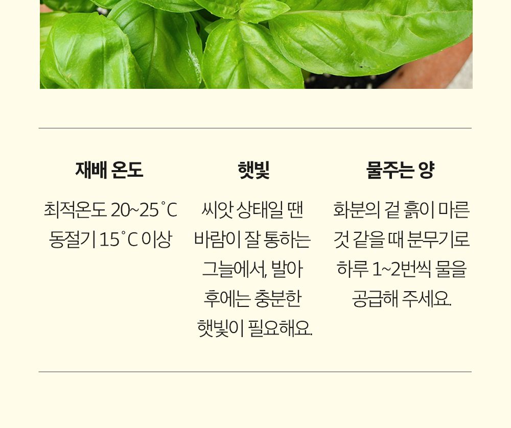 투톤 사각 화분 허브 바질/허브키우기/식물키우기/사각화분/화분허브/허브화분/미니화분/허브기르기/선물용