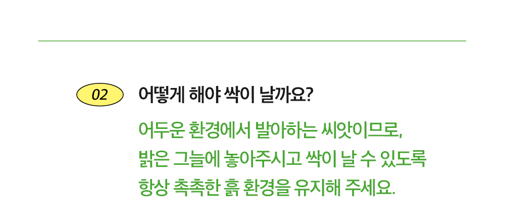 투톤 사각 화분 허브 바질/허브키우기/식물키우기/사각화분/화분허브/허브화분/미니화분/허브기르기/선물용