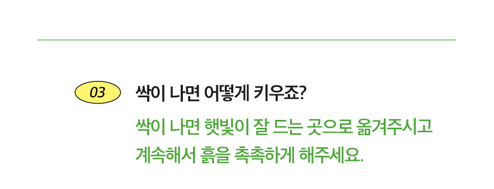투톤 사각 화분 허브 바질/허브키우기/식물키우기/사각화분/화분허브/허브화분/미니화분/허브기르기/선물용