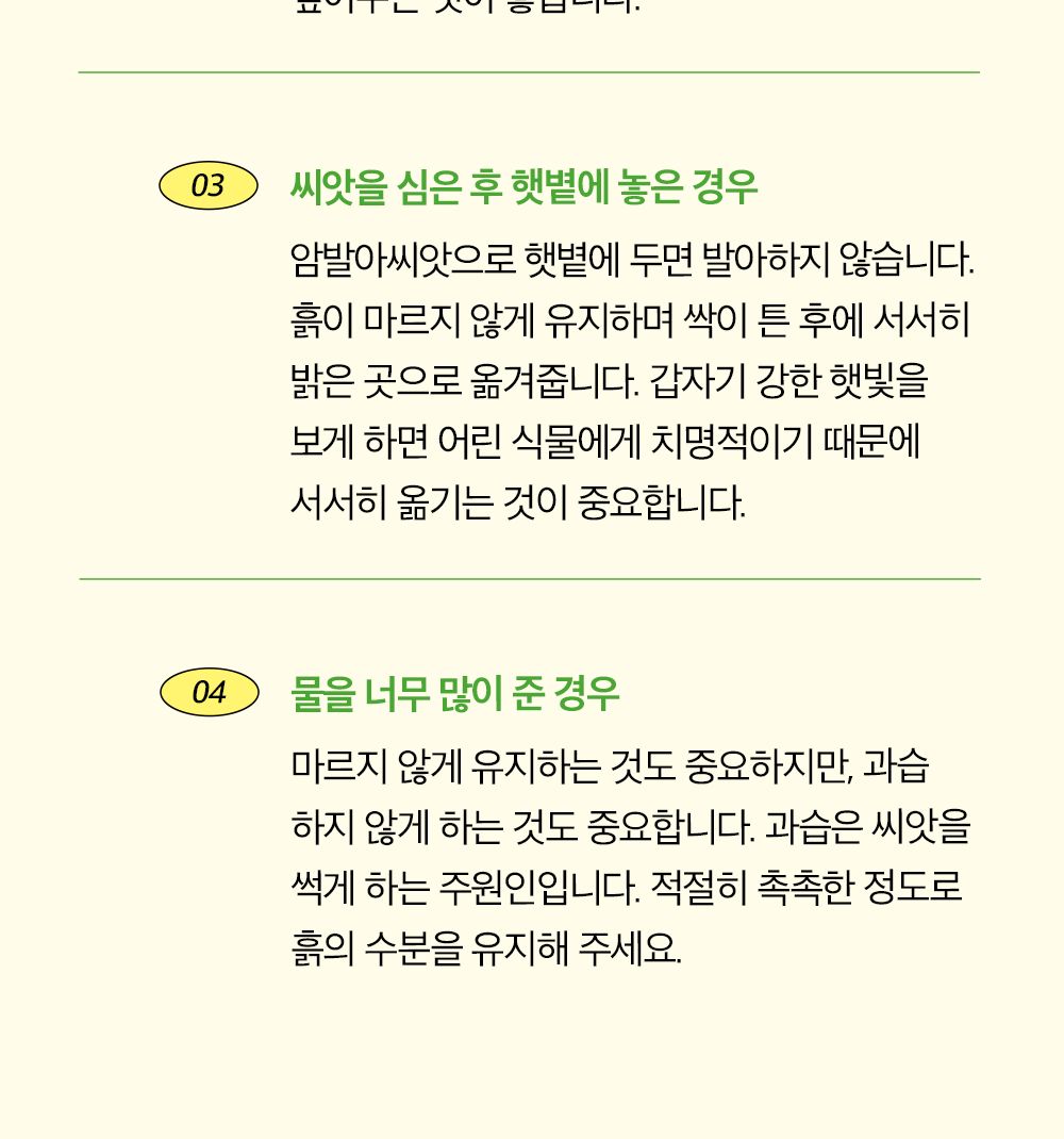 투톤 사각 화분 허브 바질/허브키우기/식물키우기/사각화분/화분허브/허브화분/미니화분/허브기르기/선물용