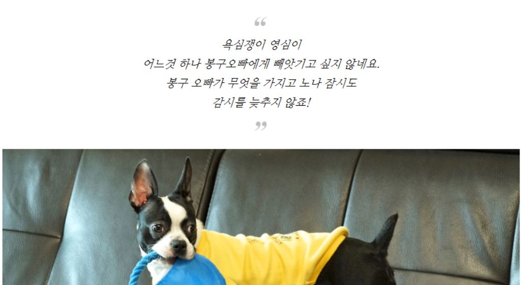 10종세트 강아지 애견 반려동물 로프 장난감/장난감/애견장난감/치석제거/치석제거토이/치실토시/치실장난