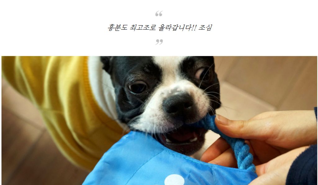10종세트 강아지 애견 반려동물 로프 장난감/장난감/애견장난감/치석제거/치석제거토이/치실토시/치실장난