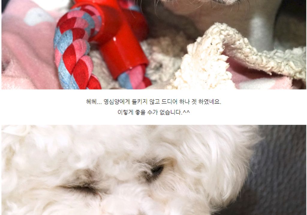 10종세트 강아지 애견 반려동물 로프 장난감/장난감/애견장난감/치석제거/치석제거토이/치실토시/치실장난