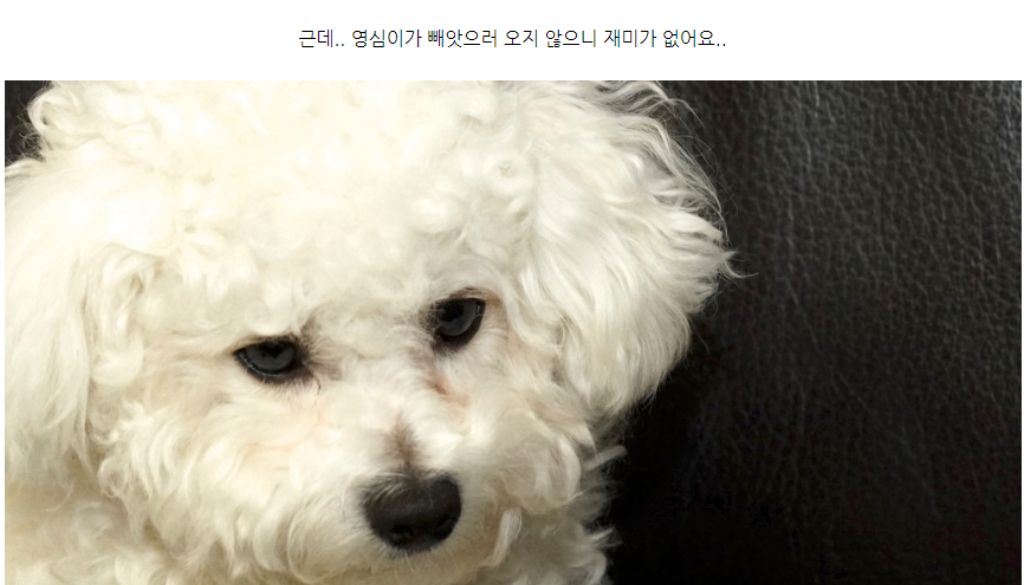 10종세트 강아지 애견 반려동물 로프 장난감/장난감/애견장난감/치석제거/치석제거토이/치실토시/치실장난