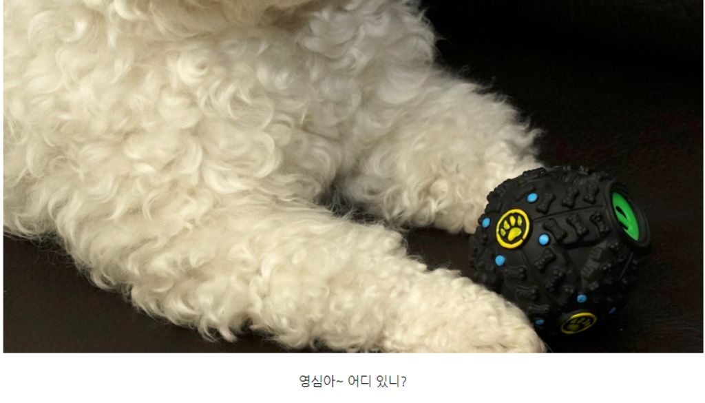 10종세트 강아지 애견 반려동물 로프 장난감/장난감/애견장난감/치석제거/치석제거토이/치실토시/치실장난