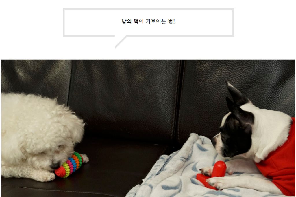 10종세트 강아지 애견 반려동물 로프 장난감/장난감/애견장난감/치석제거/치석제거토이/치실토시/치실장난