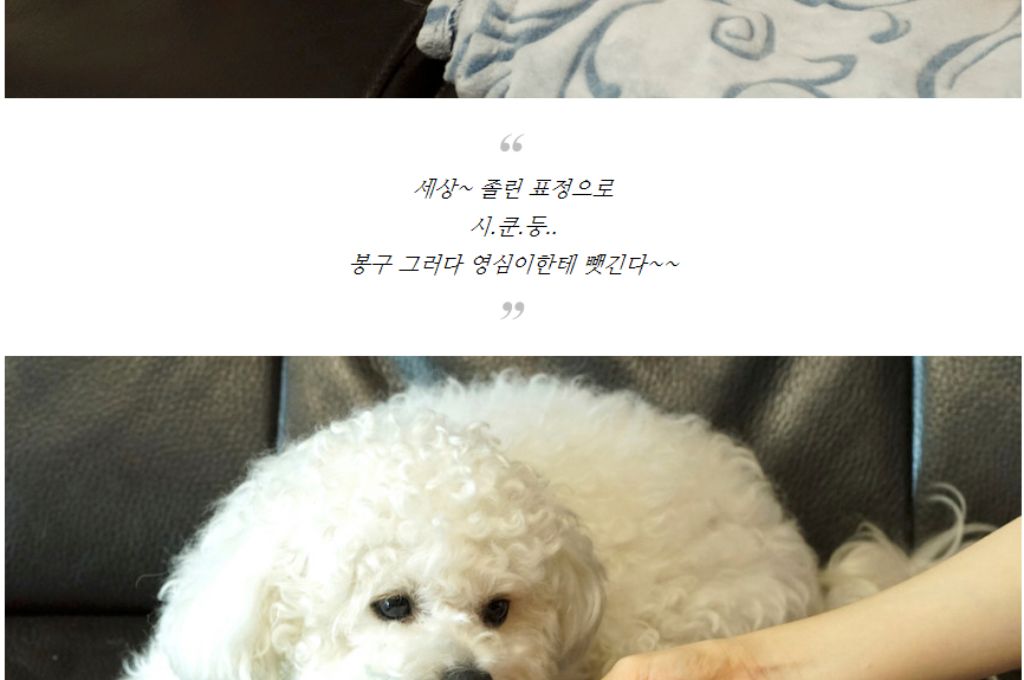 10종세트 강아지 애견 반려동물 로프 장난감/장난감/애견장난감/치석제거/치석제거토이/치실토시/치실장난