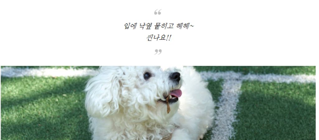 10종세트 강아지 애견 반려동물 로프 장난감/장난감/애견장난감/치석제거/치석제거토이/치실토시/치실장난