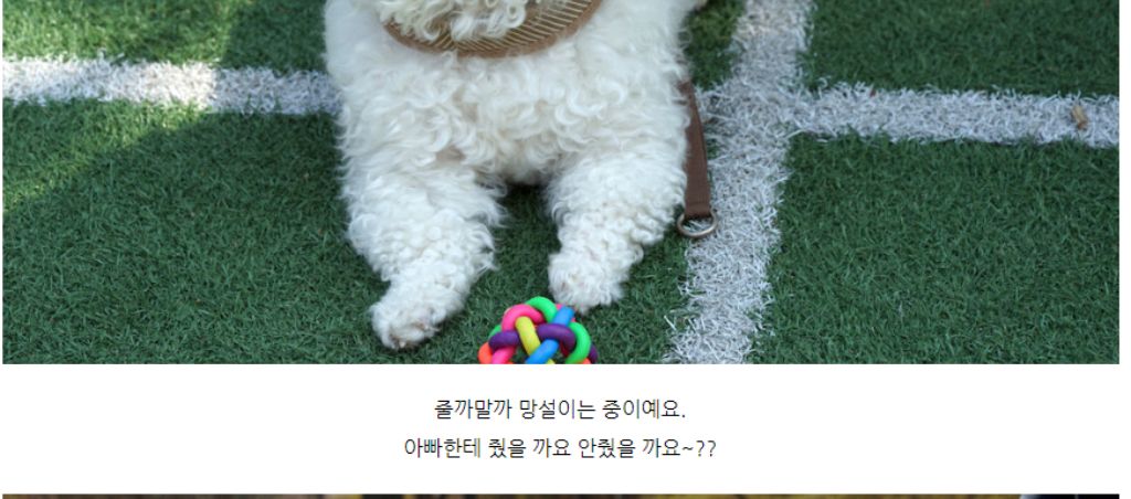 10종세트 강아지 애견 반려동물 로프 장난감/장난감/애견장난감/치석제거/치석제거토이/치실토시/치실장난