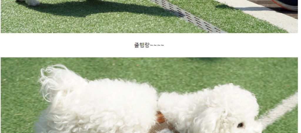 10종세트 강아지 애견 반려동물 로프 장난감/장난감/애견장난감/치석제거/치석제거토이/치실토시/치실장난