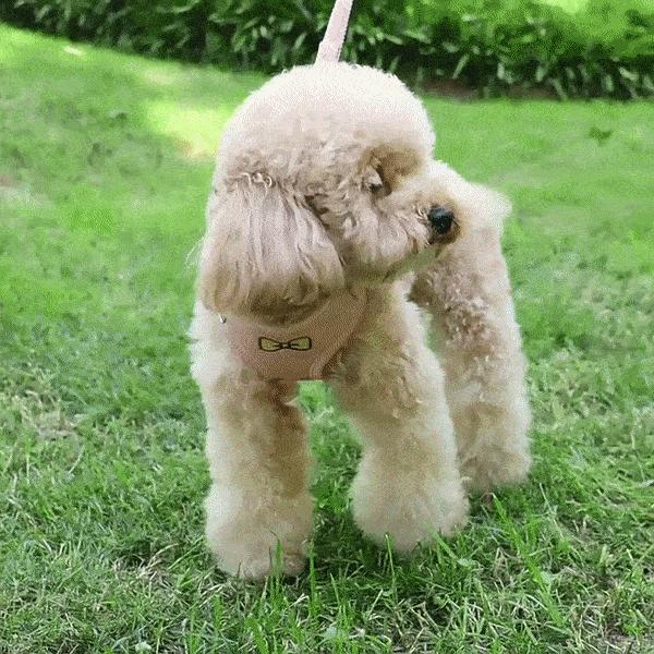 (BND-A12) 리본 코듀로이 하네스/하네스/가슴줄/강아지산책줄/산책줄/리드줄/목줄/소형견하네스/가벼운하네
