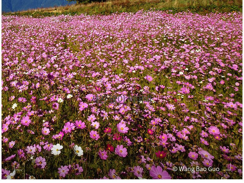 77MM필터/디카렌즈/자외선차단필터/디카필터/UV필터/호환필터/자외선차단/자외선차단렌즈/77렌즈필터/77미