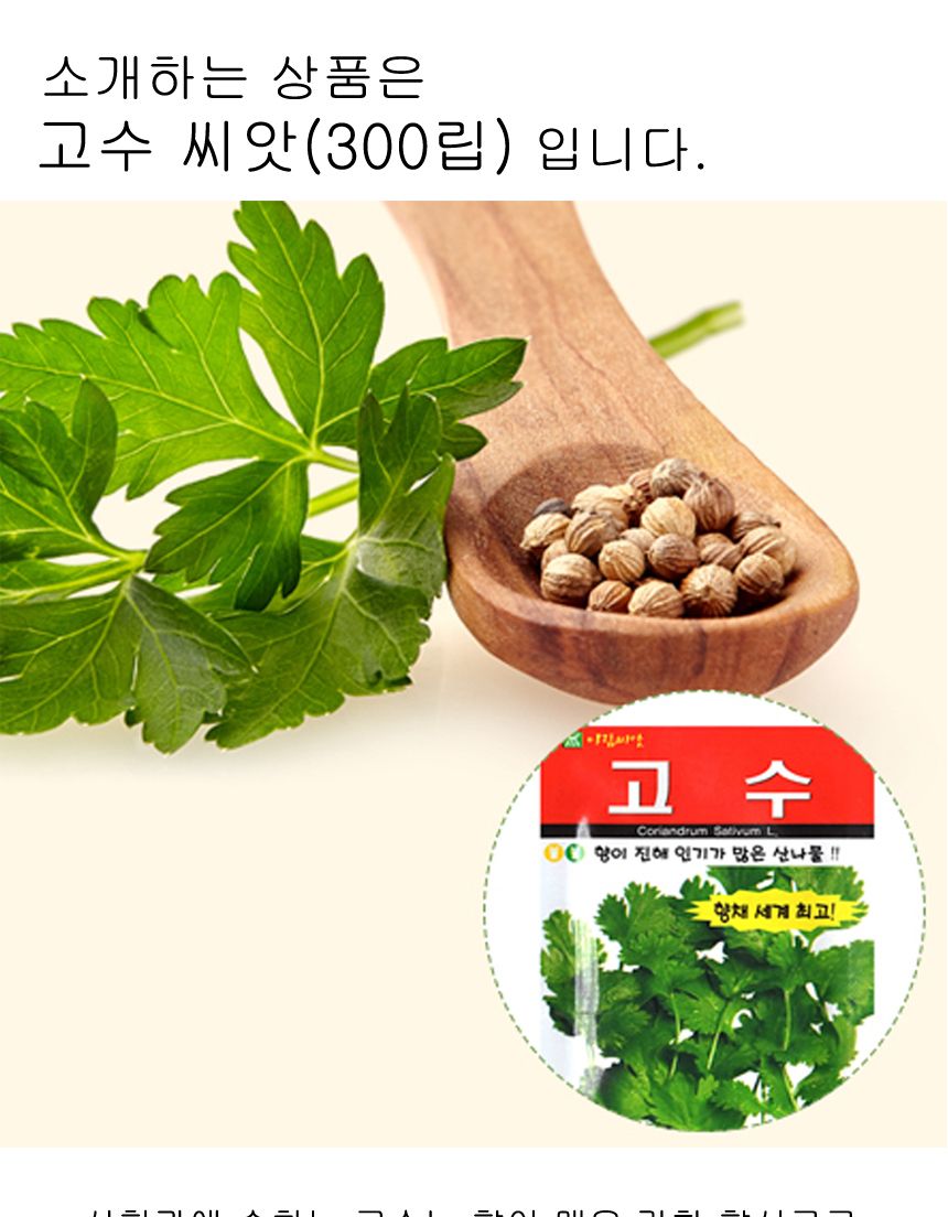 씨앗 세발나물 종자 겨울나물 고수 향신료고수 300립/고수/고수키우기/고수씨/고수종자/고수종자/씨/씨앗/