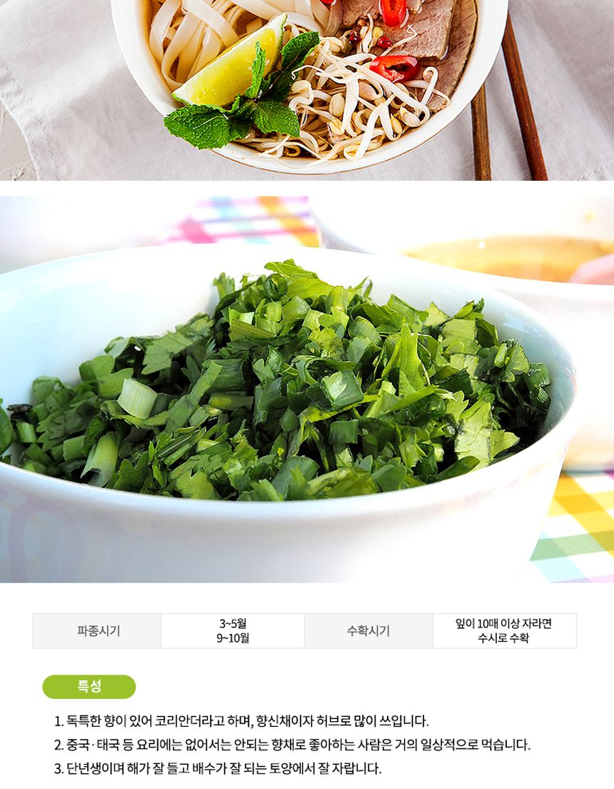 씨앗 세발나물 종자 겨울나물 고수 향신료고수 300립/고수/고수키우기/고수씨/고수종자/고수종자/씨/씨앗/