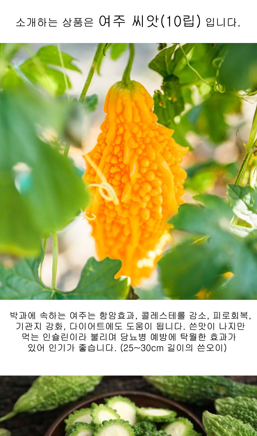 여주씨앗 채소 야채 씨앗 식물 종자 열매채소 10립/여주/여주키우기/여주씨/여주종자/여주종자/씨/씨앗/종