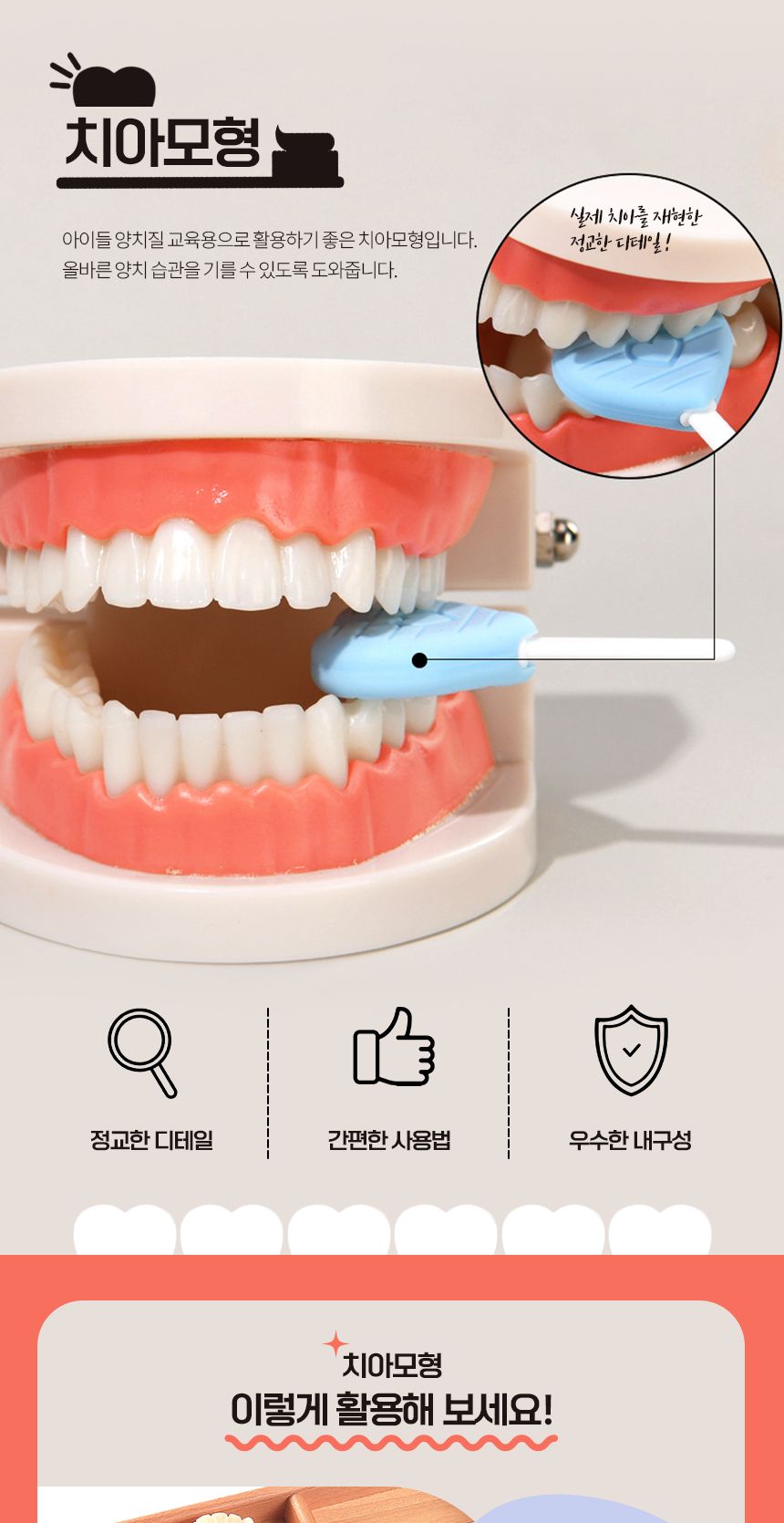 양치교육/칫솔포함/구강/해부/대사이즈/치아관리/입/강아지/칫솔교육/교육용/고래상상/모형/이빨/치아모형/