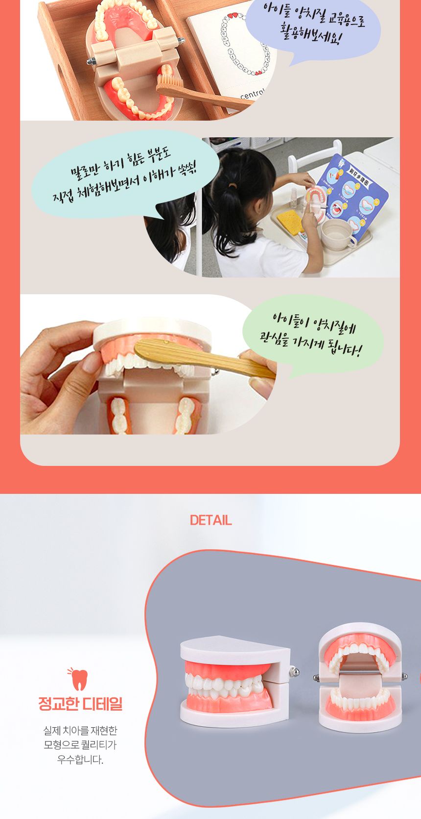 양치교육/칫솔포함/구강/해부/대사이즈/치아관리/입/강아지/칫솔교육/교육용/고래상상/모형/이빨/치아모형/