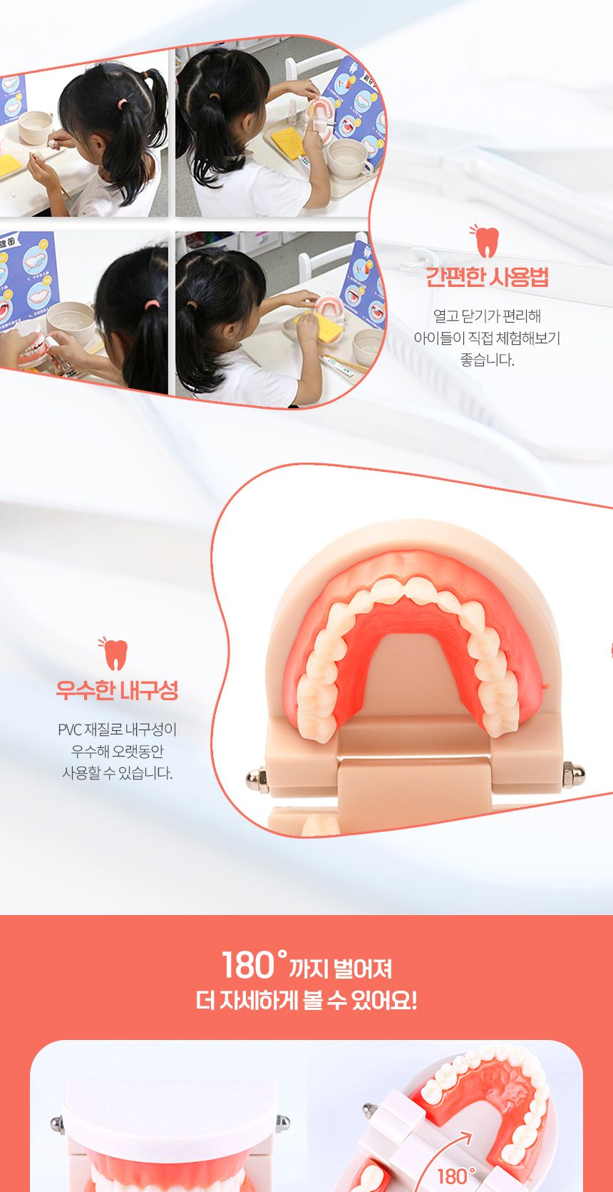 양치교육/칫솔포함/구강/해부/대사이즈/치아관리/입/강아지/칫솔교육/교육용/고래상상/모형/이빨/치아모형/