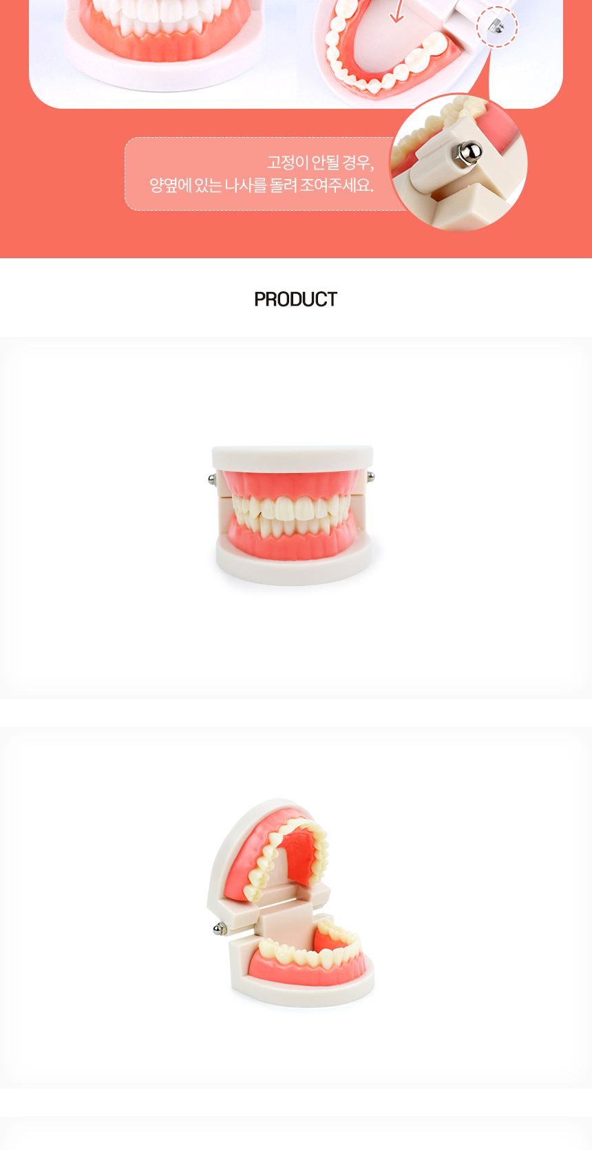 양치교육/칫솔포함/구강/해부/대사이즈/치아관리/입/강아지/칫솔교육/교육용/고래상상/모형/이빨/치아모형/