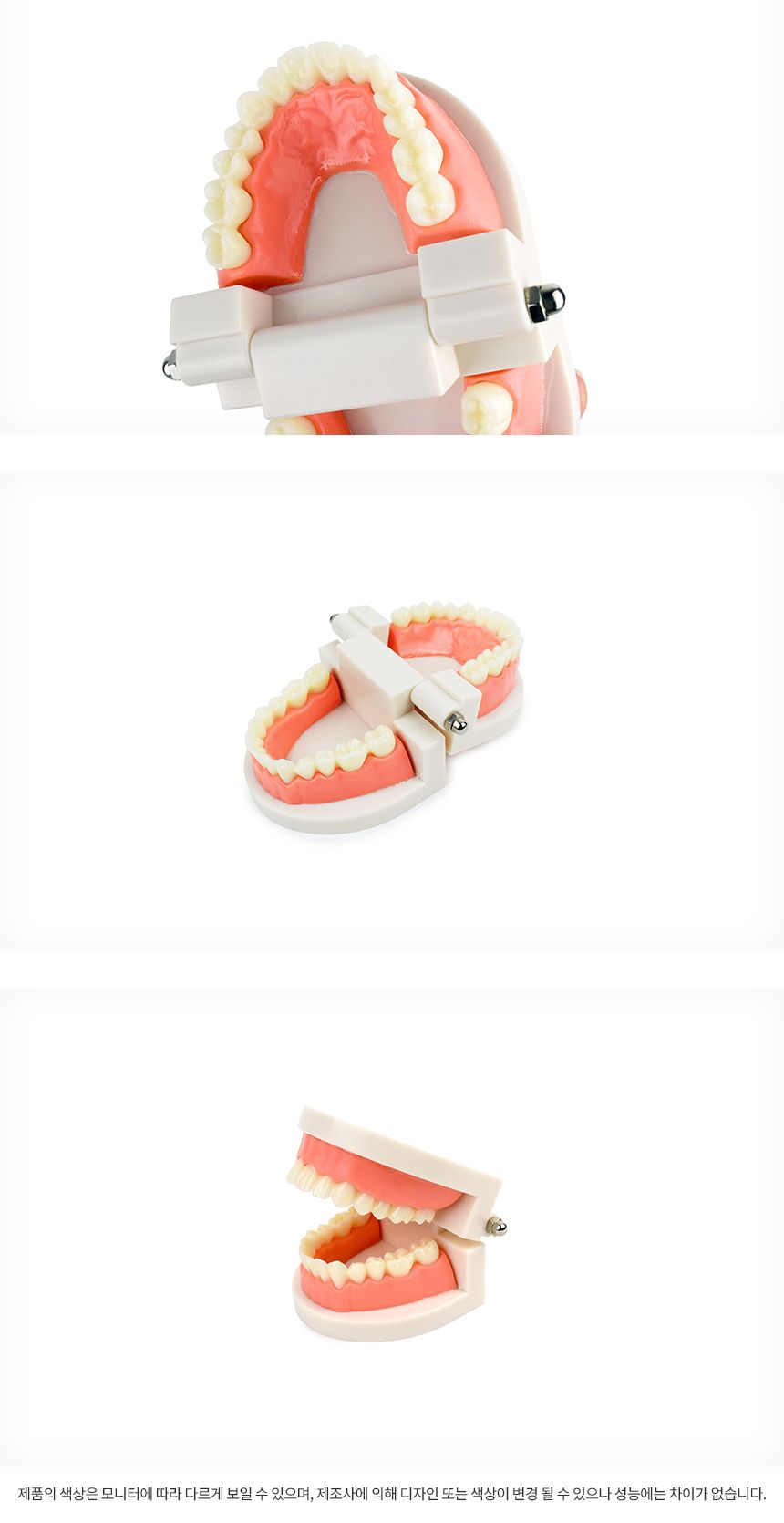 양치교육/칫솔포함/구강/해부/대사이즈/치아관리/입/강아지/칫솔교육/교육용/고래상상/모형/이빨/치아모형/