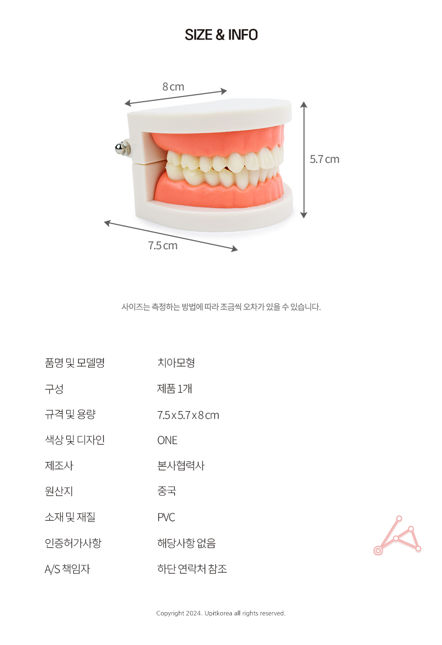 양치교육/칫솔포함/구강/해부/대사이즈/치아관리/입/강아지/칫솔교육/교육용/고래상상/모형/이빨/치아모형/