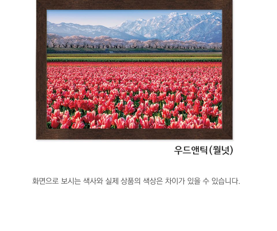 500피스 분홍 튤립 들판 ( CA5155 )/튤립퍼즐/튤립직소퍼즐/풍경퍼즐/퍼즐/직소퍼즐/그림퍼즐/액자퍼즐/퍼