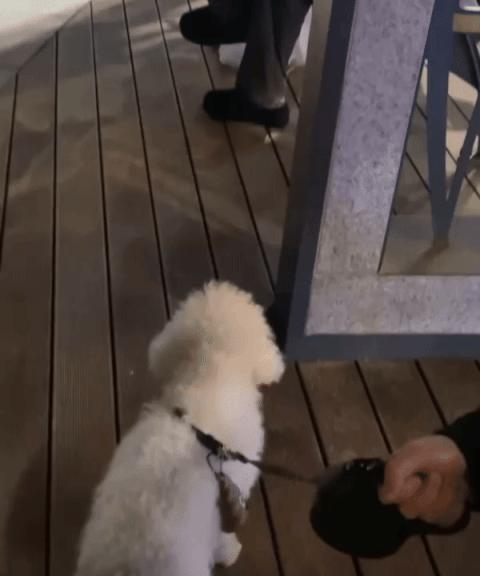 똥모양 카라비너 배변봉투 세트/배변봉투리필/강아지산책용품/배변용품/배변봉투세트/비닐/강아지똥비닐/강