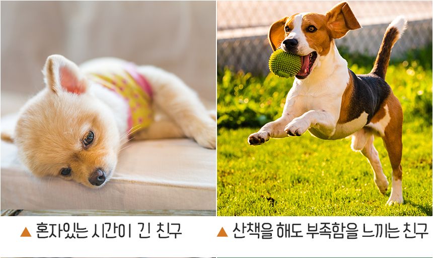 강아지 노즈워크 애견 분리불안 해소 장난감/노즈워크/노즈워크장난감/스낵볼/강아지간식볼/강아지스낵볼/