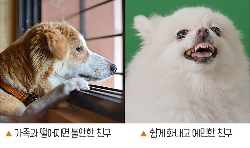 강아지 노즈워크 애견 분리불안 해소 장난감/노즈워크/노즈워크장난감/스낵볼/강아지간식볼/강아지스낵볼/
