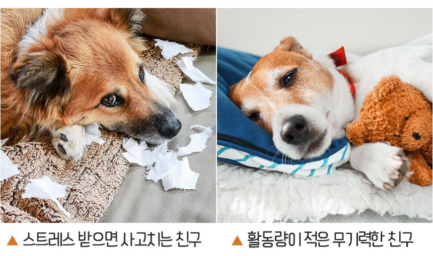 강아지 노즈워크 애견 분리불안 해소 장난감/노즈워크/노즈워크장난감/스낵볼/강아지간식볼/강아지스낵볼/