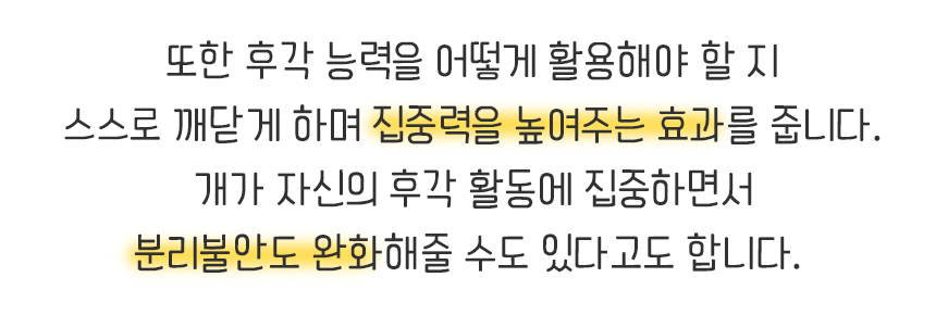 강아지 노즈워크 애견 분리불안 해소 장난감/노즈워크/노즈워크장난감/스낵볼/강아지간식볼/강아지스낵볼/
