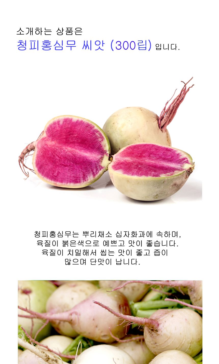 야채 빨간 홍심 무 무우 수박무 채소 종자 씨앗 300립/무씨앗/무종자/씨앗/파종/모종/모종심기/파종기/꽃씨