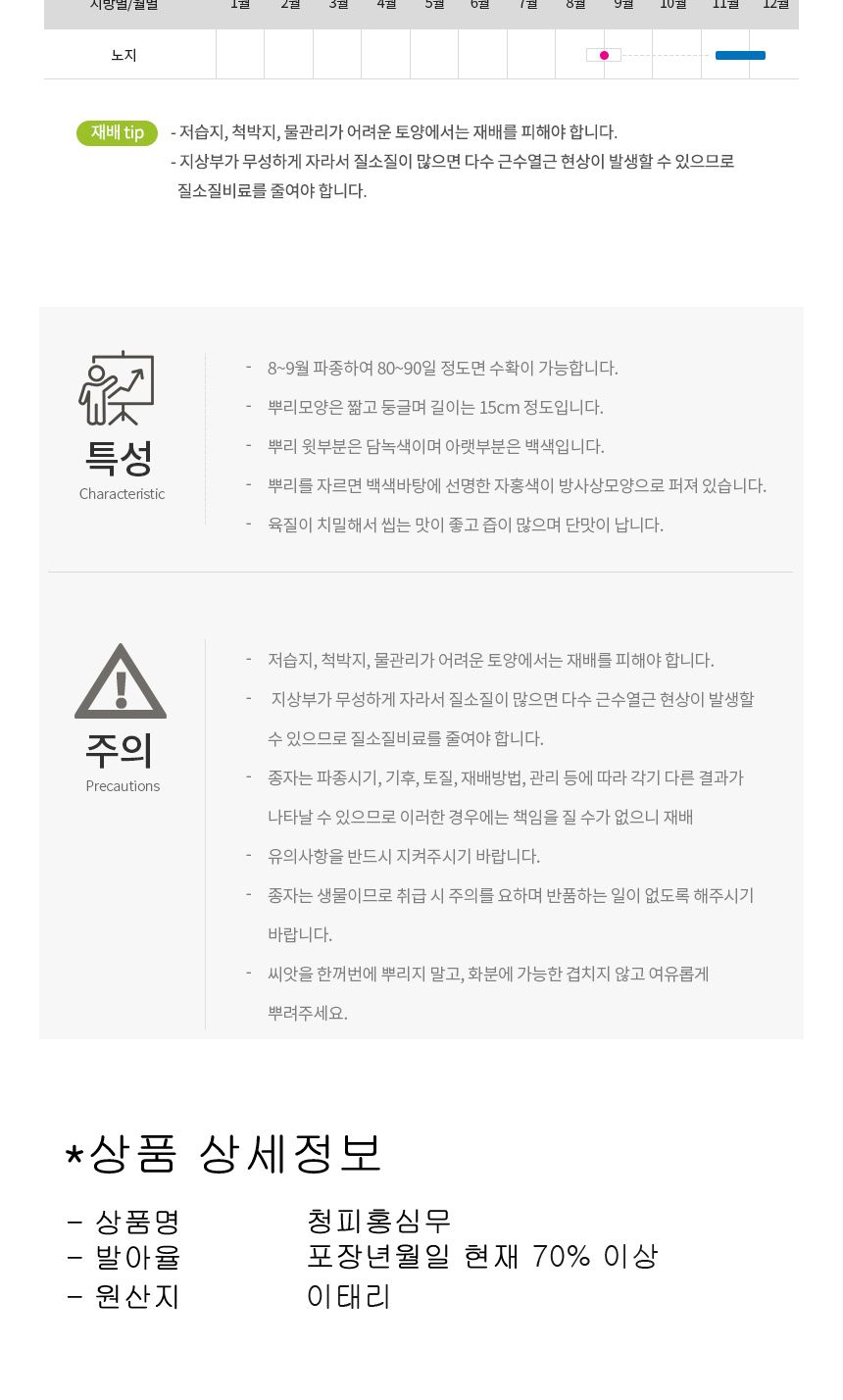 야채 빨간 홍심 무 무우 수박무 채소 종자 씨앗 300립/무씨앗/무종자/씨앗/파종/모종/모종심기/파종기/꽃씨