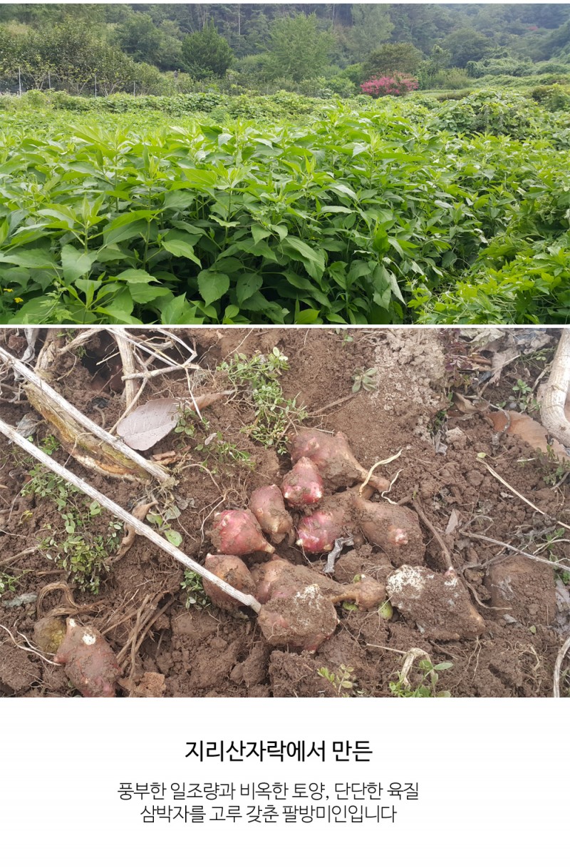 천지샘 돼지감자차 280g 전통차 볶은돼지감자/돼지감자/건조돼지감자/건돼지감자/볶은돼지감자/돼지감자차/