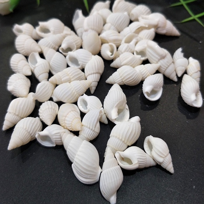 천연 조개껍질 미니 화이트 고동 약100g 대용량/조개/조개장식품/소라/비즈공예/불가사리/레진/조개껍데기/