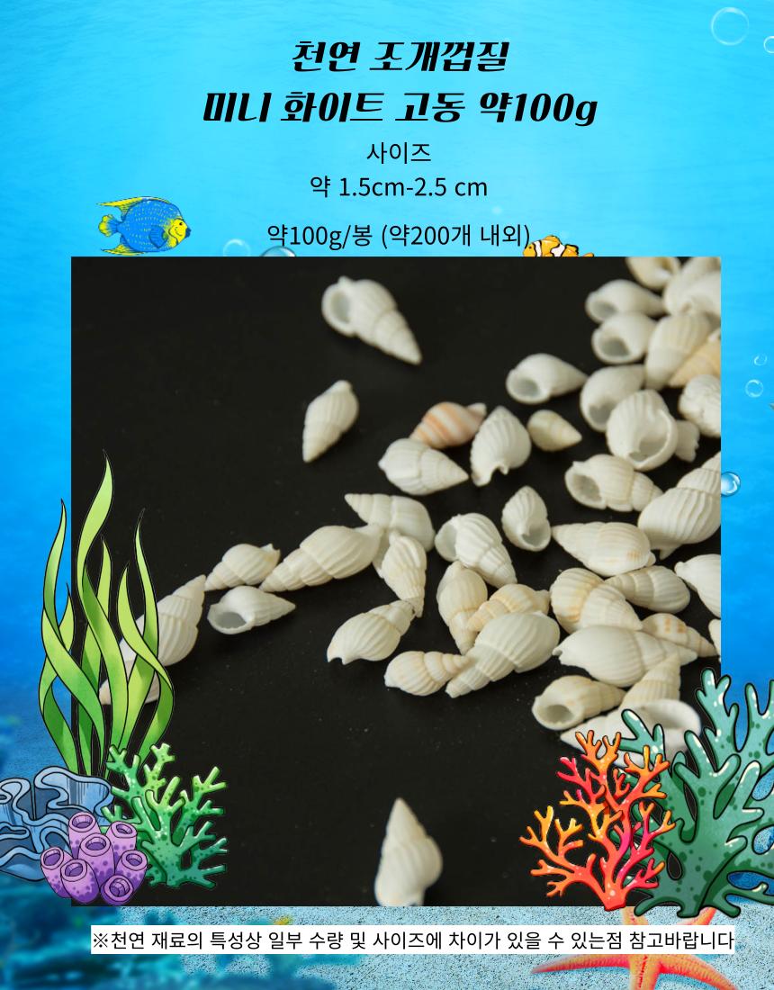 100g 흰색 미니 고동 조개 젤캔들 바다장식 조개껍질/미니조개/젤캔들조개/젤캔들바다장식조개/젤캔들바다