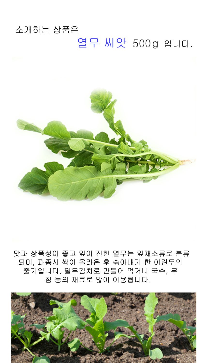 신일산 열무 야채 채소 식물 씨 종자 품종 씨앗 500g/씨/씨앗/열무씨/열무씨앗/열무키우기/야채심기/종자판
