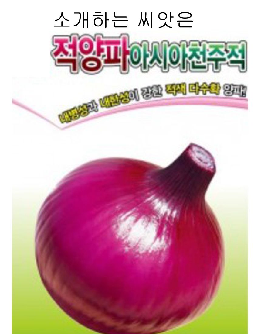 다수확 적양파 채소 자주 양파 품종 종자 씨앗 2.5g/씨/씨앗/양파씨/양파씨앗/양파키우기/야채심기/빨간양