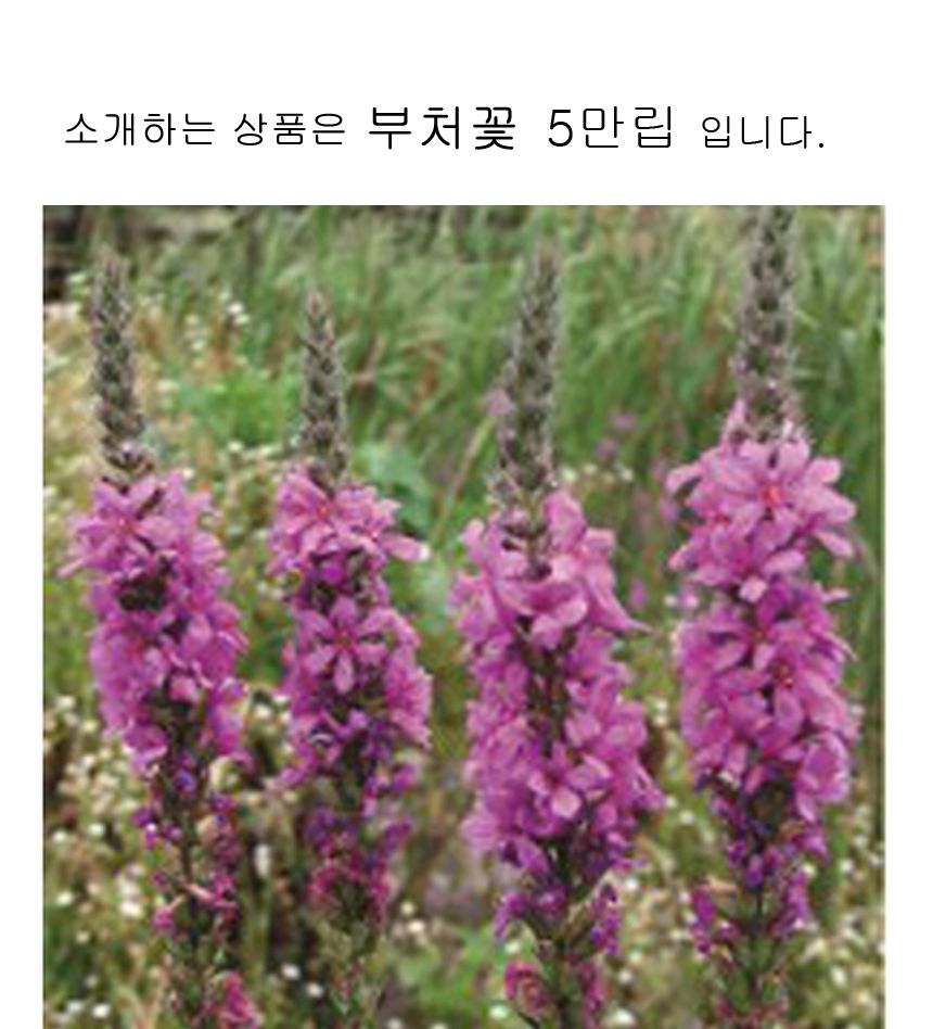부처꽃 재래 씨앗 야생화 꽃씨 종자 품종 5만립/씨/씨앗/꽃씨/꽃씨앗/야생화씨/야생화씨앗/야생화키우기/꽃