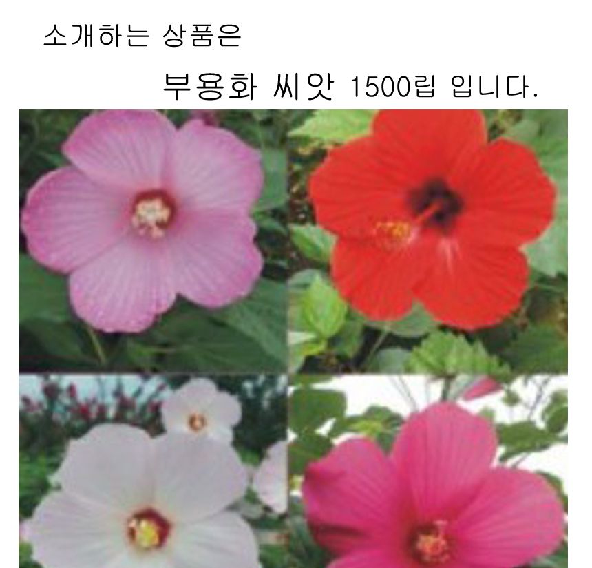 혼합 부용화 씨앗 야생화 꽃씨 종자 품종 정원 1500립/씨/씨앗/꽃씨/꽃씨앗/야생화씨/야생화씨앗/야생화키